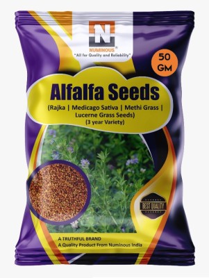 Numinous Alfalfa, Rajka, Methi, Lucerne, Medicago Sativa, Fodder Grass (3 Year Variety) Seed(50 g)