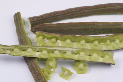 Quentova Vegetable drumstick/moringa Oleifera-NTL-2Y Seed(50 per packet)