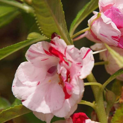 Aywal Balsam Double Mixed Flower Seed(90 per packet)