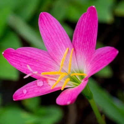 CYBEXIS LXI-90 - Pink Rain Lily - (60 Seeds) Seed(60 per packet)