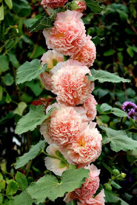 Lorvox Hollyhock Mixed Color Seed(85 per packet)