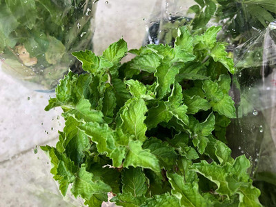 Qualtivate HYB-6A Grapefruit Mint Herb Seed(200 per packet)