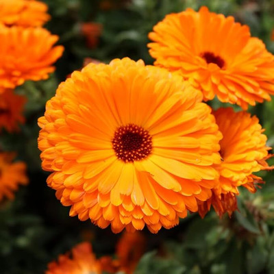 GREENSEA Calendula Flower Seed(21 per packet)