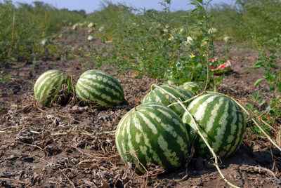 the green dotcom Summer watermelon seeds for planting Seed(190 per packet)