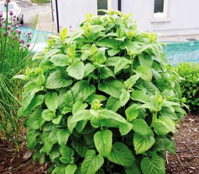 VibeX PUAS-26 - Lemon Balm Melissa Herbs - (2250 Seeds) Seed(2250 per packet)