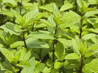 MAA Mint, Pudina, Mentha Seed(90 per packet)