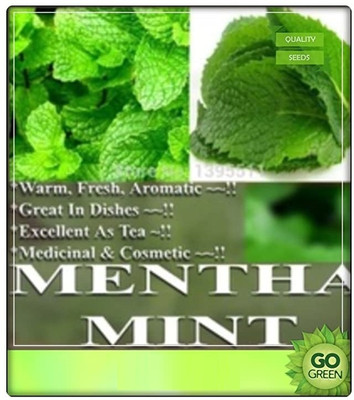 KNESSiN Hybrid Mint/Pudina-{400 Seeds} Seed(400 per packet)