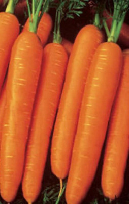 Qualtivate XXX-1A Nantes Mini Core Carrot Seeds Seed(300 per packet)