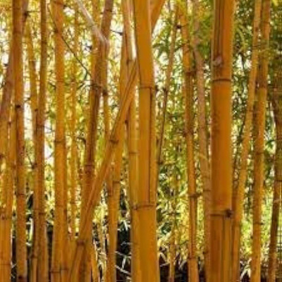 ibains Chinese bamboo seeds Seed(15 per packet)