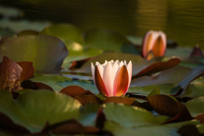 Bahan Traders lotus,kamal gatta Seed(10 per packet)