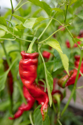 Kodali Hybrid F1 Chilli Seeds Pack Of 80 Seed(80 per packet)