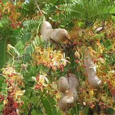 KANAYA IMLI seeds beej,Tamarind Seed(2 per packet)