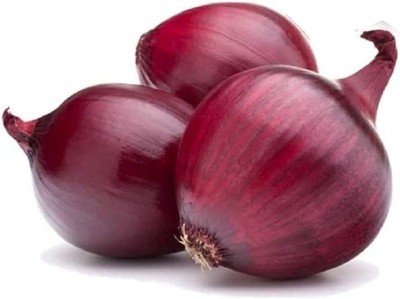 VibeX ® RXI-557 Onion Short-Day Red Burgundy Seed(1000 per packet)