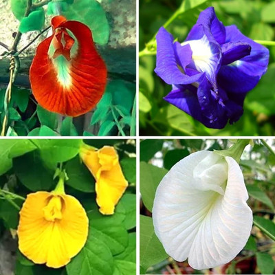 Greenfall Aparajita Seeds, Mixed Colors, Asian Pigeonwings (20 Per Packet) Seed(20 per packet)