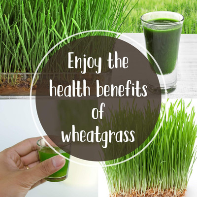 WILLVINE Hard Red Wheat Grass Sprouting Sprouts Microgreens-[10000 Seeds] Seed(10000 per packet)