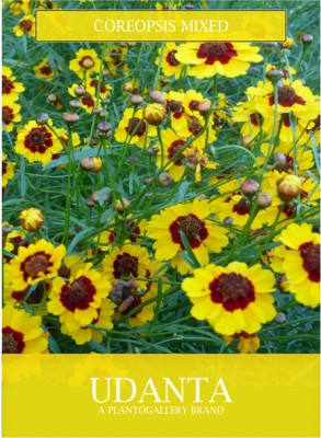 Udanta Coreopsis Mix Flower Seeds For Summer Gardening 30-40 Seeds Seed(1 per packet)