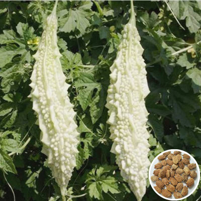 DIVINE BITTERGOURD Seed(80 per packet)