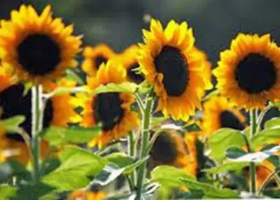 Aro Sunflower Seed(60 per packet)
