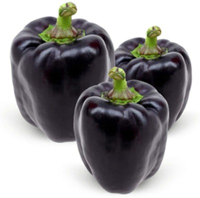 CYBEXIS Heirloom Hybrid Sweet Bell Pepper Black Capsicum Seeds 2400 Seeds Seed(2400 per packet)