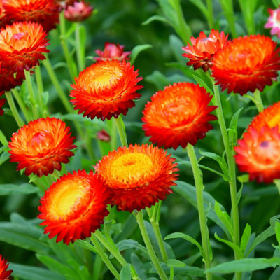 Aywal Helichrysum Flower Seed(20 per packet)