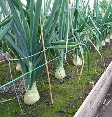 Qualtivate HUA-1A Ailsa Craig Exhibition Onion Giant Seed(500 per packet)