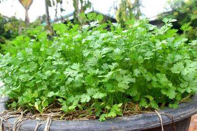 SEMINA VITA coriander seeds dhania seeds Seed(216 per packet)
