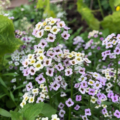Avysa Alyssum - Purple Seed(80 per packet)