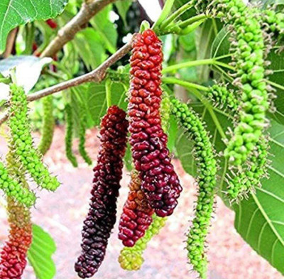 Oliver mulberry(shahatoot) Seed(93 per packet)