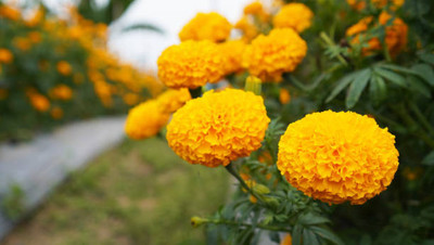 ZIFR marigold/gende ka phool flower seeds Seed(50 per packet)