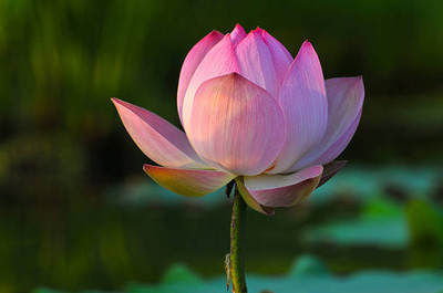 granthi lotus,kamal gatta Seed(10 per packet)