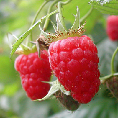 Flipkart SmartBuy Raspberry Fruit Seed(20 per packet)