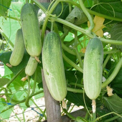 SREE Desi Cucumber,Sosa Seed(50 per packet)