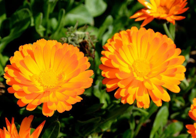 Platis Orange Calendula Seed(80 per packet)