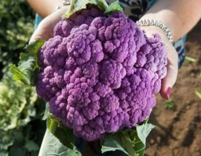 CYBEXIS Cauliflower Seeds Purple Broccoli Vegetable Seeds2000 Seeds Seed(2000 per packet)