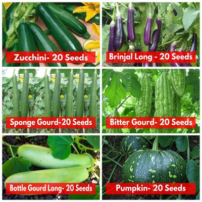 CYBEXIS Vegetables Seeds Combo 6 Varieties Seed(10 g)