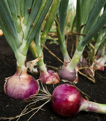 WILLVINE PUSA -II Red Onion Seeds for Planting [5g] Seed(3000 per packet)