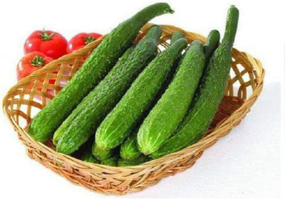 KNESSiN Cucumber Full Vitalitys Seed(500 per packet)