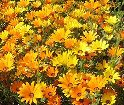 CYBEXIS Dimorphotheca/African Daisy Hybrid Seeds Seed(50 per packet)