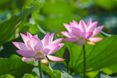 AGRYSO lotus,kamal gatta Seed(10 per packet)