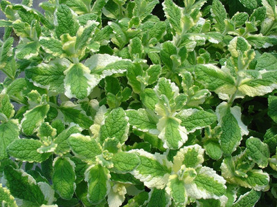CYBEXIS NDIR-85 - Pineapple Mint Rare - (1350 Seeds) Seed(1350 per packet)