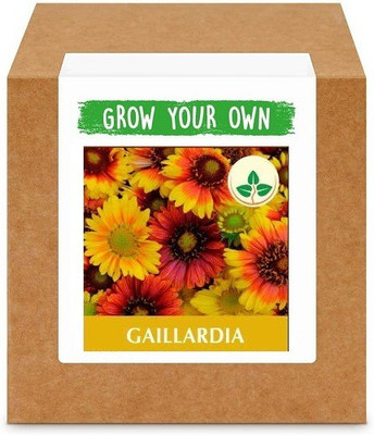 CYBEXIS Gaillardia400 Seeds Seed(400 per packet)