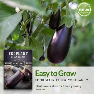 Qualtivate HUA-3A Black Beauty Brinjal Eggplant Seed Seed(300 per packet)