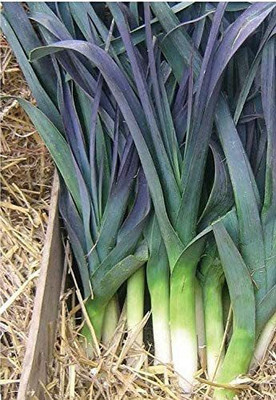 CYBEXIS Seeds of Vegetable Leek Northern Lights F1 Hybrid1000 Seeds Seed(1000 per packet)