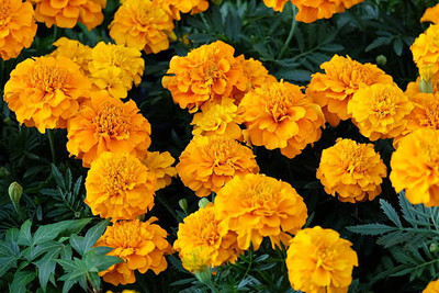 ME Traders marigold/gende ka phool flower seeds Seed(25 per packet)