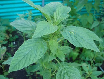 Aywal Farmer Hybrid Spinach Green(Amaranthus) Lal Saag Cheera Seed(540 per packet)