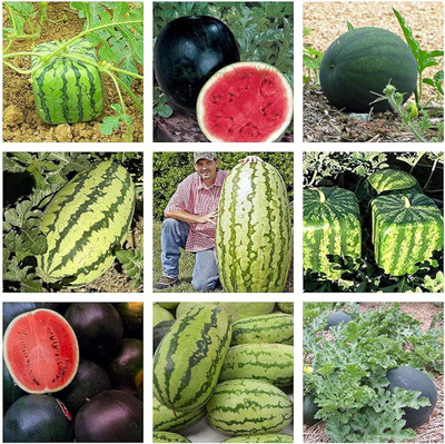 BDSresolve Watermelon seeds f1 hybrid PACK OF 76 Seed(76 per packet)