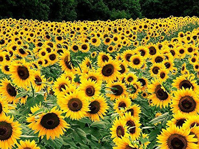 KANAYA Hybrid Sunflower Flower Seed(26 per packet)