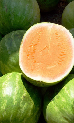 KNESSiN Fast Growing Tendersweet Orange Watermelon Seeds For Planting-(100 Seeds) Seed(100 per packet)