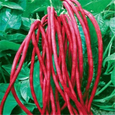 CRGO BEANS Seed(55 per packet)