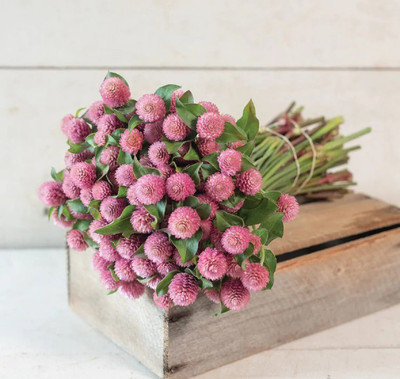 STARKC GOMPHRENA Flower Seed(80 per packet)